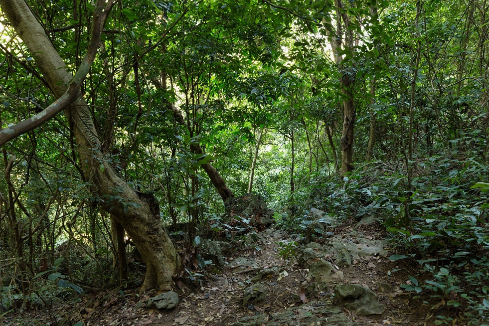 Deep jungle in Cat Ba island