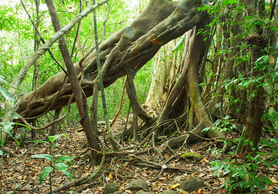 Jungle in Nam Cat Tien National Park