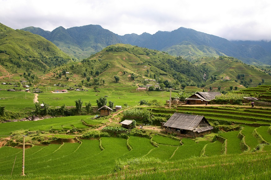 Terraced rice fields in the valley of Sapa