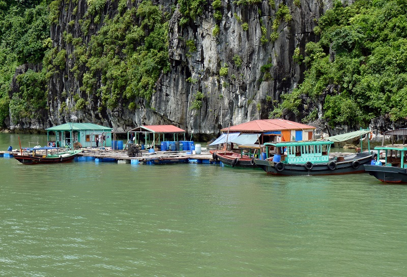 Floating Fishing Village in Halong Bay