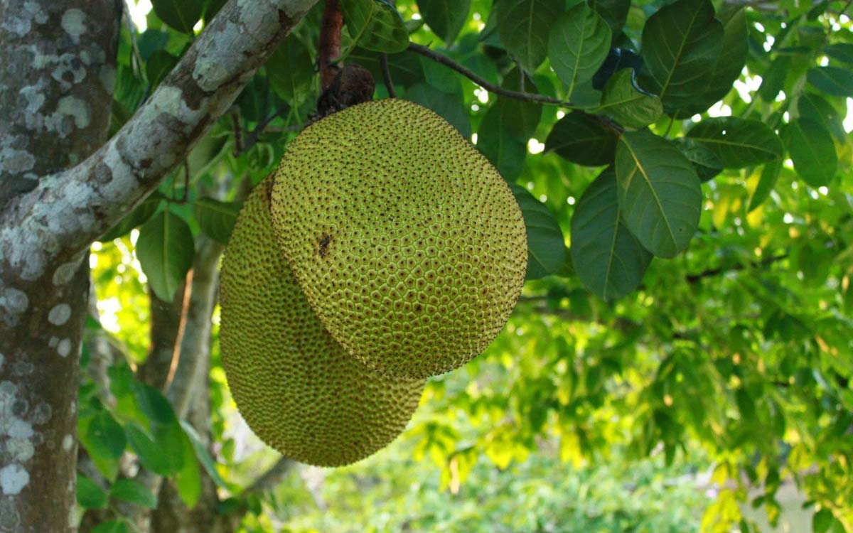 Jackfruit