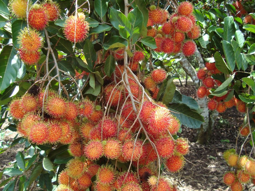Rambutan