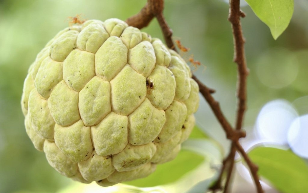 Sweetsop / Custard Apple