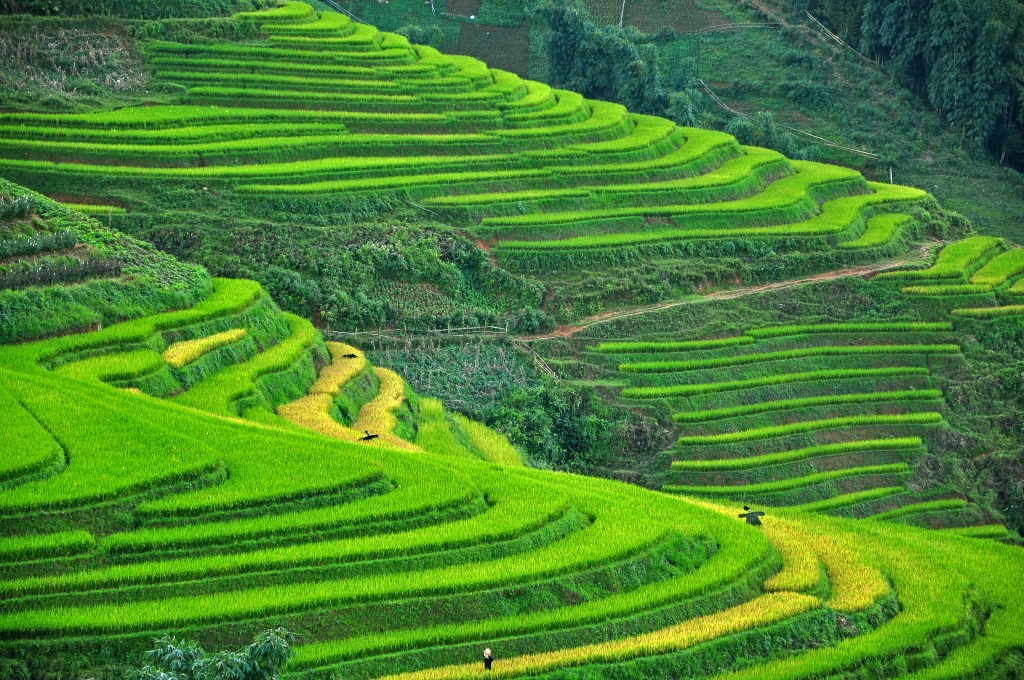 Rice Terraces in Sapa, Vietnam