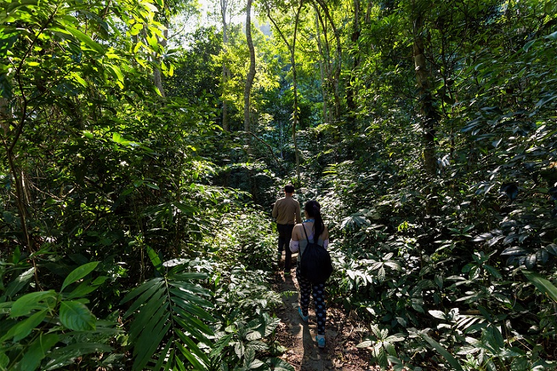 Trekkers walking in the dense jungle of the Cat Ba National Park, Halong bay, Vietnam