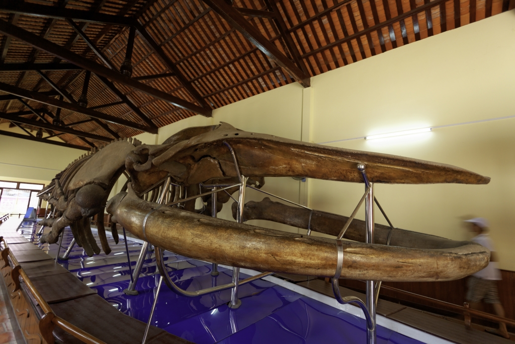 22-meter long whale skeleton in Van Thuy Tu Temple