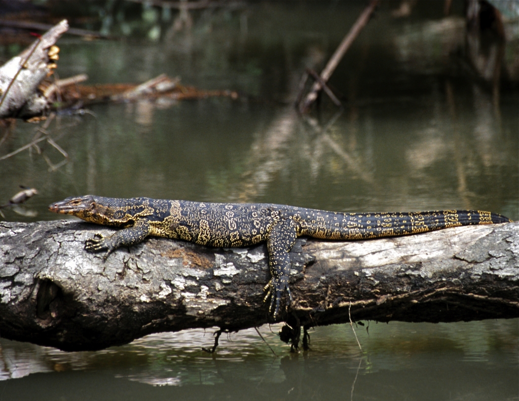 Asian Water Monitor