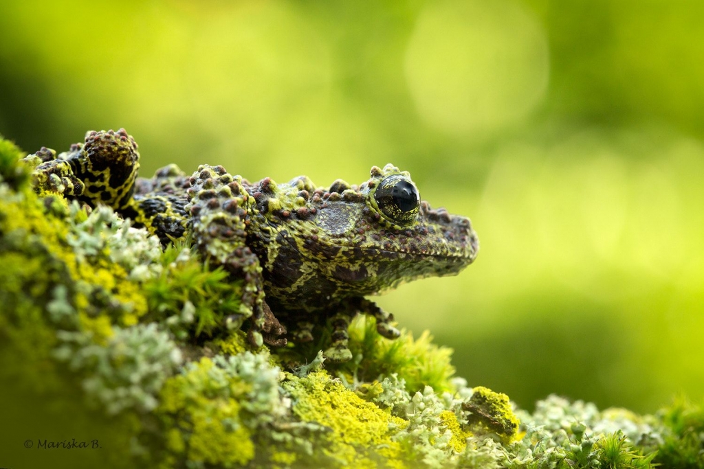 Chapa Bug-Eyed Frog