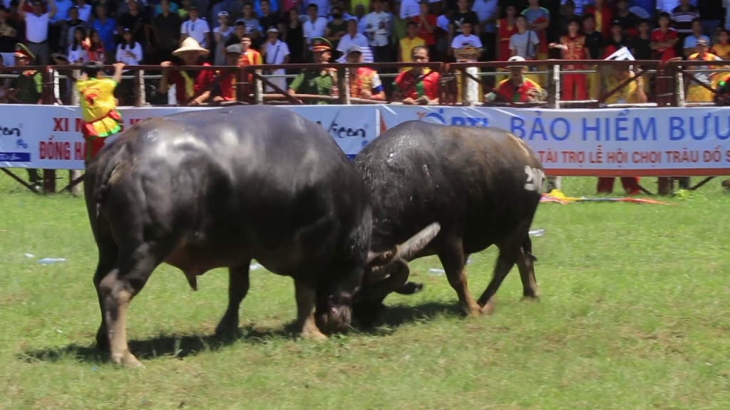 Do Son Annual Buffalo Festival in Do Son, Hai Phong