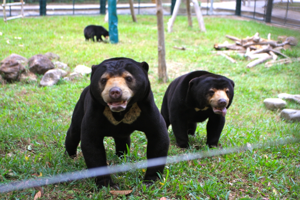 Honey Bear in Tam Dao National Park in Vinh Phuc province