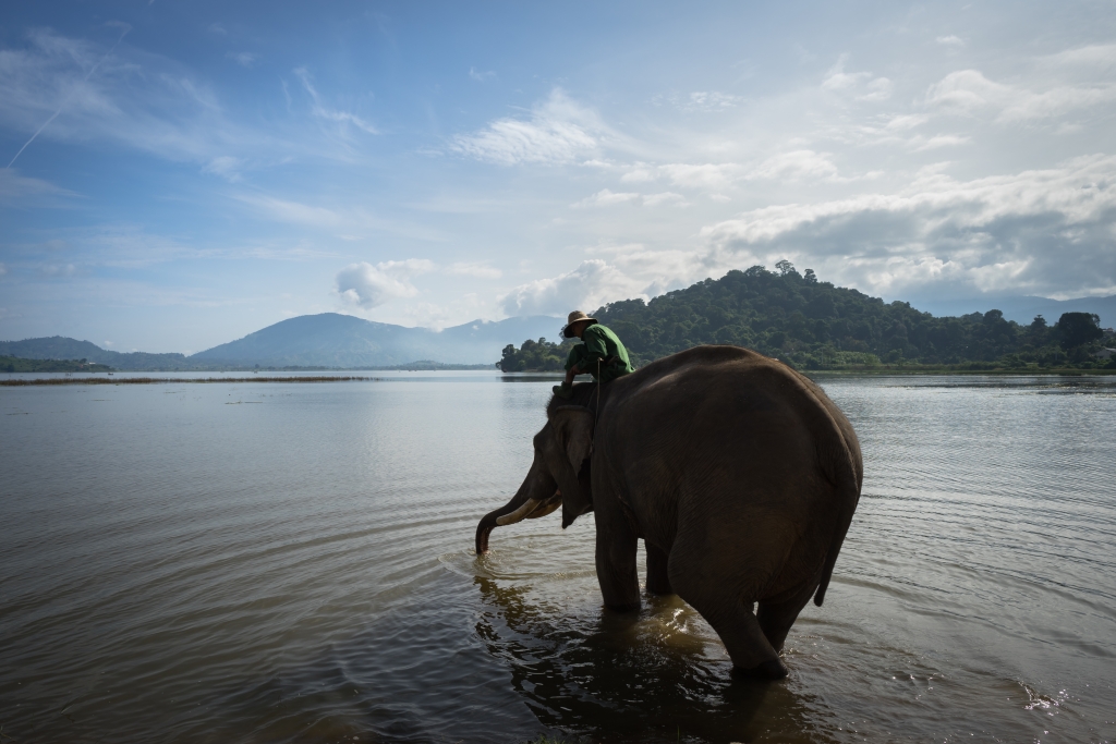 Indian Elephant in Dak Lak province, Vietnam