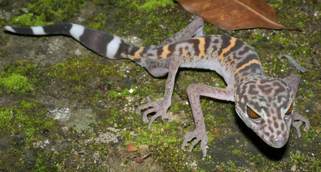 Cat Ba Leopard Gecko, Vietnam