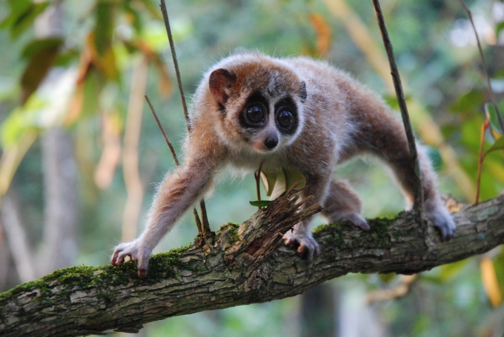 Pygmy Slow Loris