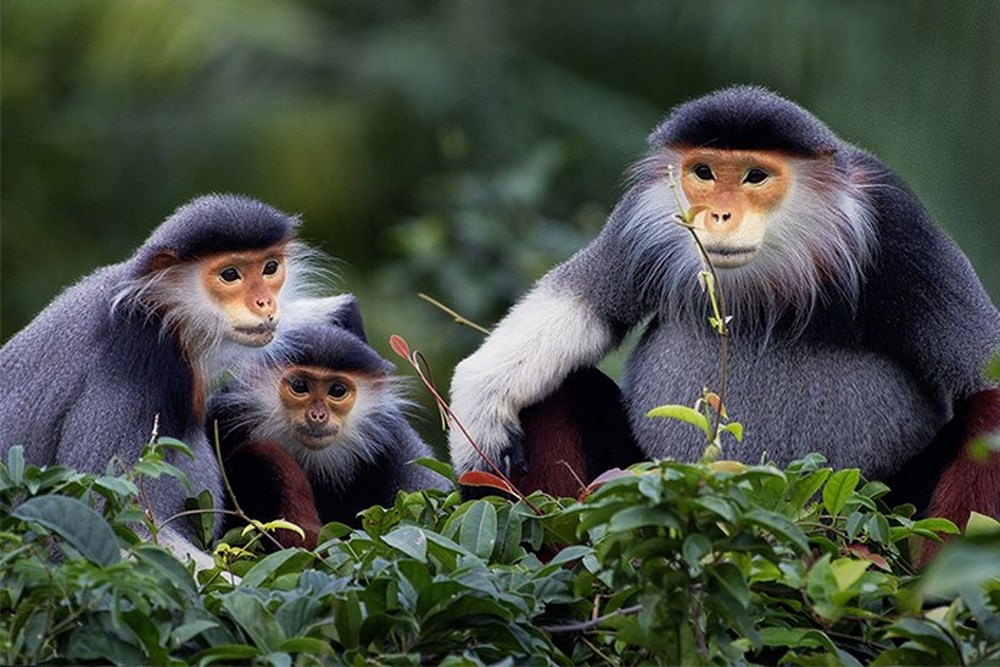 Red-Shanked Douc in Son Tra Peninsula, Da Nang city