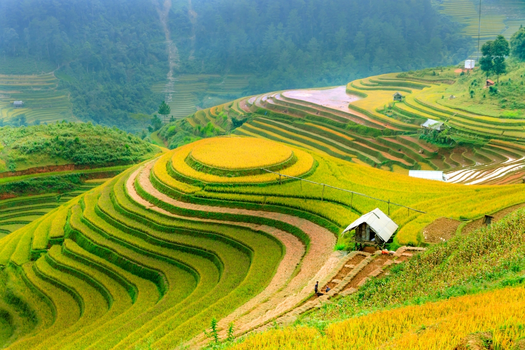 Rice fields on terraced of Mu Cang Chai, Yen Bai, Vietnam