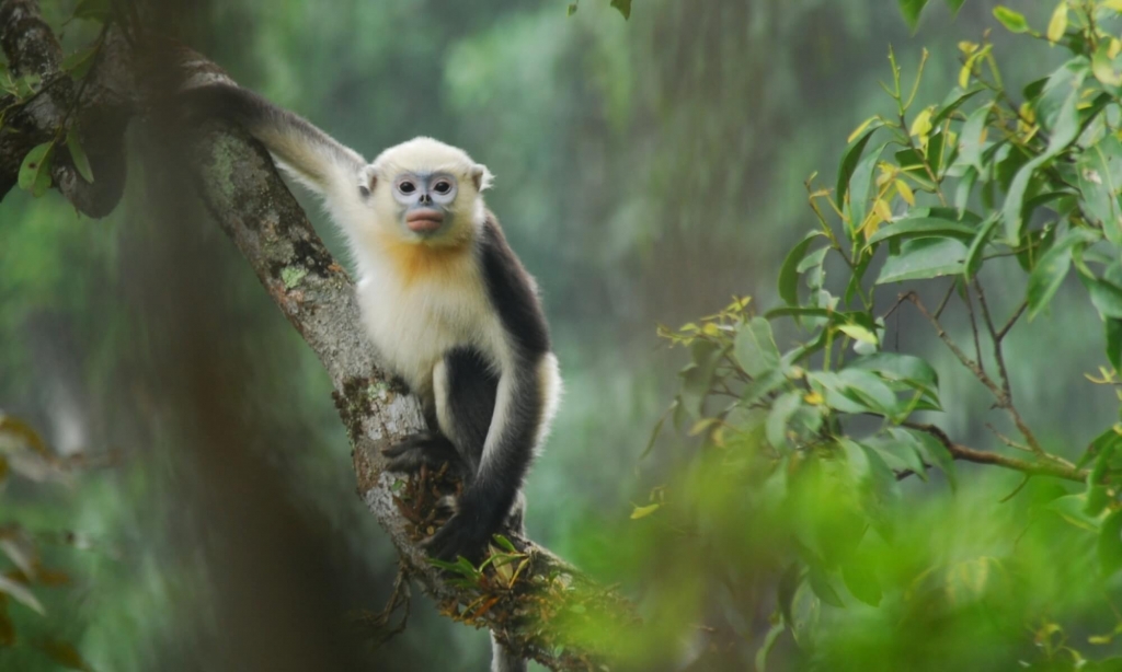 Conserving the Tonkin snub-nosed monkey in Vietnam